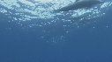 DAUPHINS SPINNER