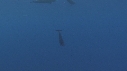 DAUPHINS SPINNER