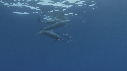 DAUPHINS SPINNER