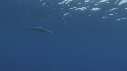 DAUPHINS SPINNER