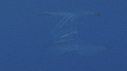 SALP