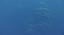 DAUPHINS SPINNER