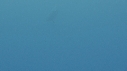 DAUPHINS SPINNER