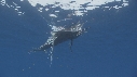 POISSON VOILIER