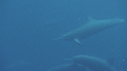 DAUPHINS SPINNER
