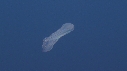 SALP