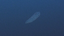 SALP