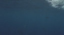 DAUPHINS TACHETES