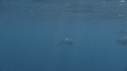 DAUPHINS TACHETES