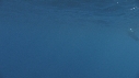 DAUPHINS TACHETES