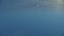 DAUPHINS TACHETES