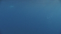 DAUPHINS TACHETES