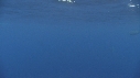 DAUPHINS TACHETES