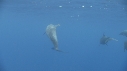 DAUPHINS