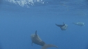 DAUPHINS