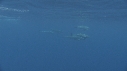 DAUPHINS