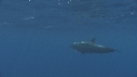 DAUPHINS