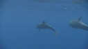 DAUPHINS