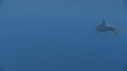DAUPHINS