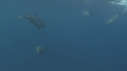 DAUPHINS TACHETES
