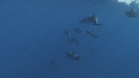 DAUPHINS SPINNER