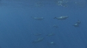 DAUPHINS SPINNER