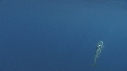 DAUPHINS SPINNER