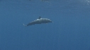 DAUPHINS SPINNER, BAIT BALL