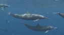 DAUPHINS SPINNER, BAIT BALL, RAIE