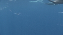 DAUPHINS SPINNER