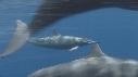DAUPHINS SPINNER