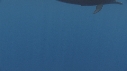 DAUPHINS SPINNER, BAIT BALL