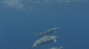DAUPHINS SPINNER, BAIT BALL