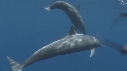 DAUPHINS SPINNER, BAIT BALL