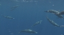 DAUPHINS SPINNER