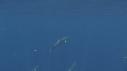 DAUPHINS SPINNER