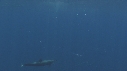 DAUPHINS SPINNER