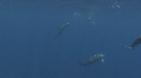 DAUPHINS SPINNER