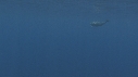 DAUPHINS SPINNER