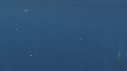 DAUPHINS SPINNER