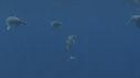 DAUPHINS SPINNER, BAIT BALL