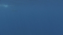 DAUPHINS SPINNER, BAIT BALL