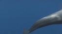 DAUPHINS SPINNER