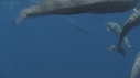DAUPHINS SPINNER
