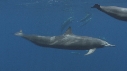 DAUPHINS SPINNER
