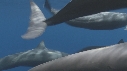 DAUPHINS SPINNER