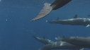 DAUPHINS SPINNER, BAIT BALL
