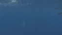 DAUPHINS SPINNER