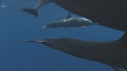 DAUPHINS SPINNER