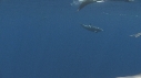 DAUPHINS SPINNER
